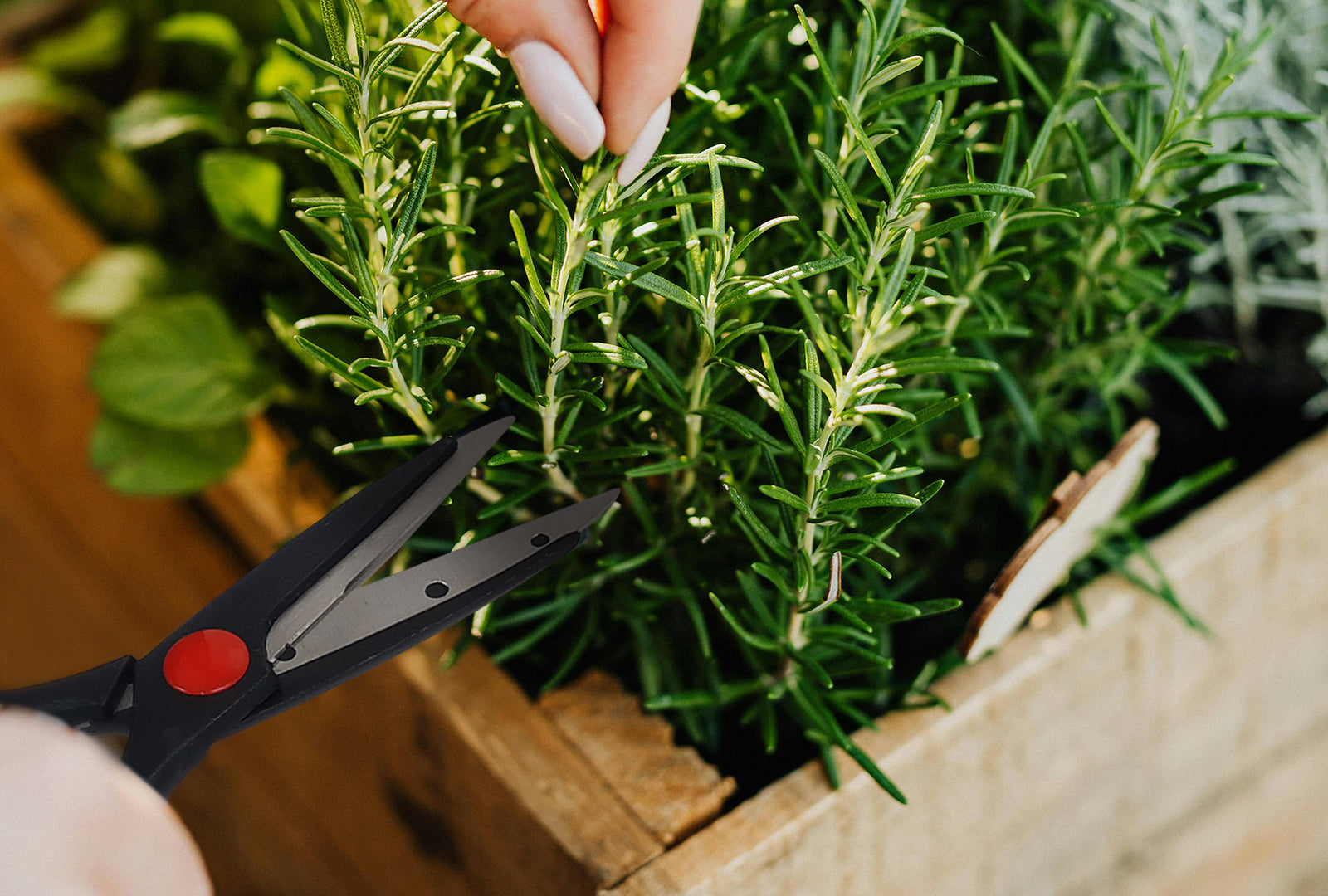 JUEGO DE CUCHILLOS 4 PIEZAS CON TIJERAS Y TABLA DE MADERA SKU : 050-005-938
